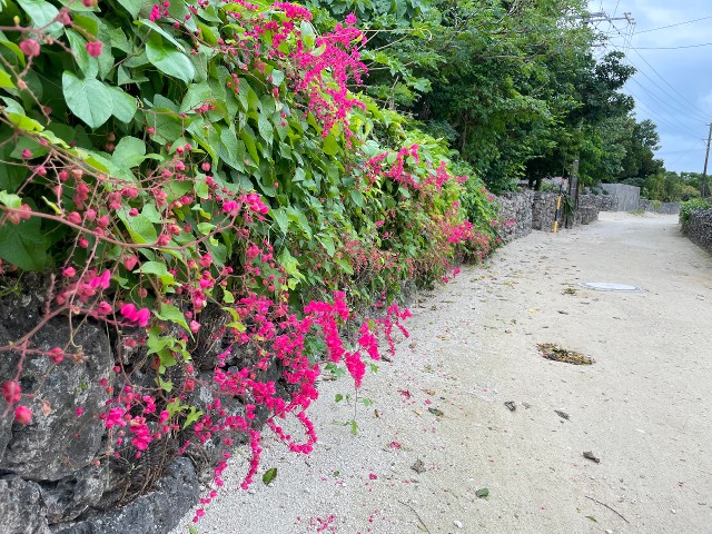 竹富島の花