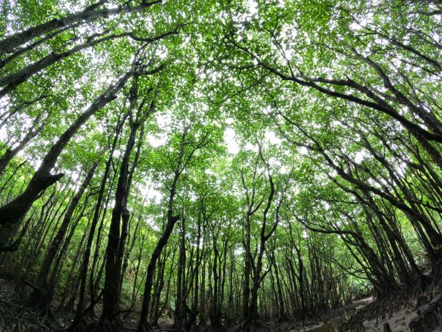 マングローブ林を堪能できるコース