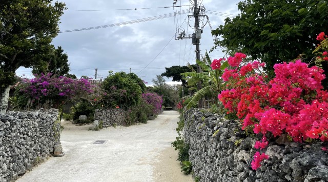 竹富島のサンゴの石垣と花