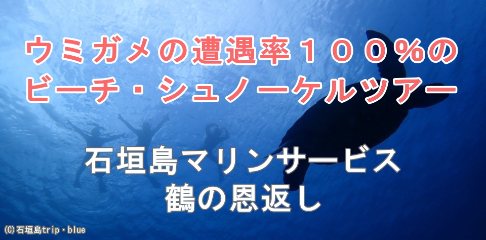 ウミガメ遭遇率１００％のシュノーケルツアー